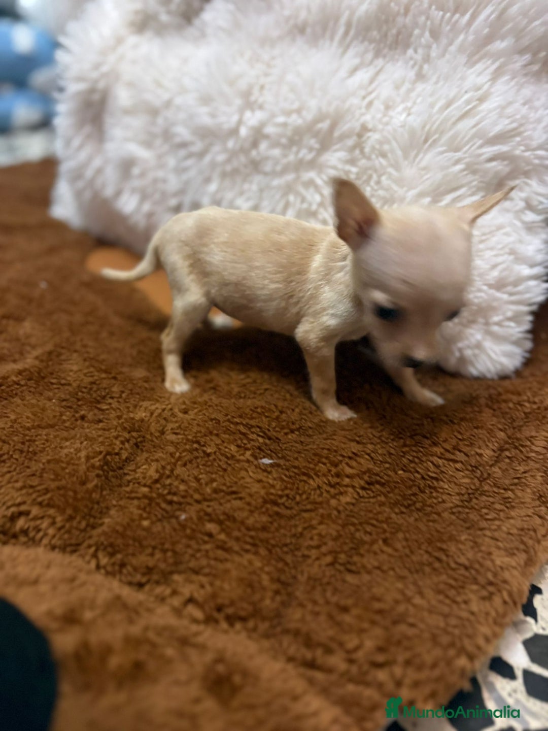 Ratón de Praga perros en venta: Ratón de praga  - Imagen 6