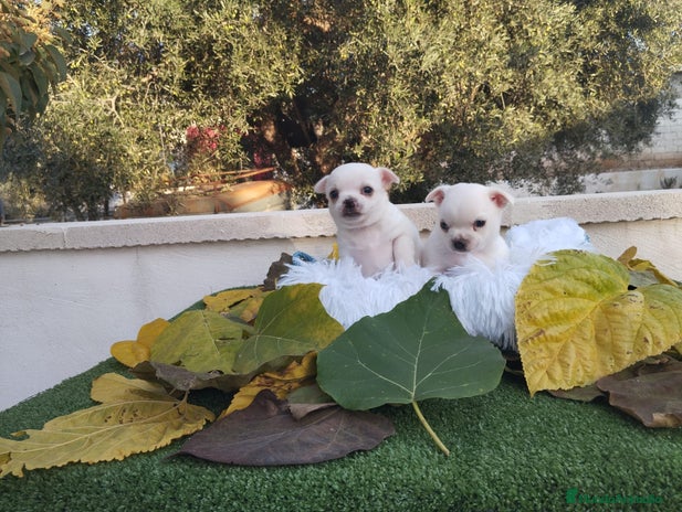 Chihuahua perros - Anuncio 1