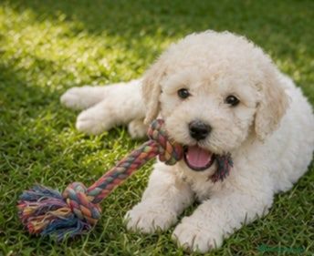 Perro de Agua Español perros en venta: Peluches de agua ✨ - Anuncio 5