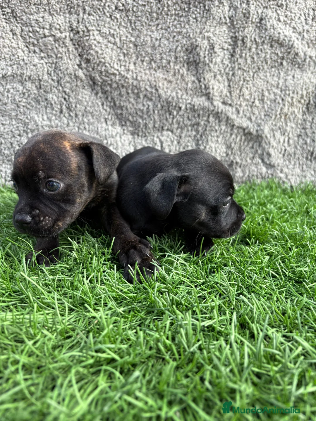 Staffordshire Bull Terrier perros en venta: Cachorro macho de Staffordshire Bull Terrier - Anuncio 24