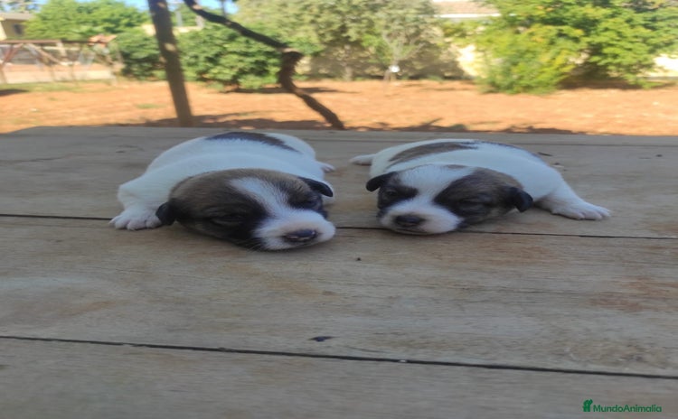 Jack Russell Terrier perros - Propaganda 1