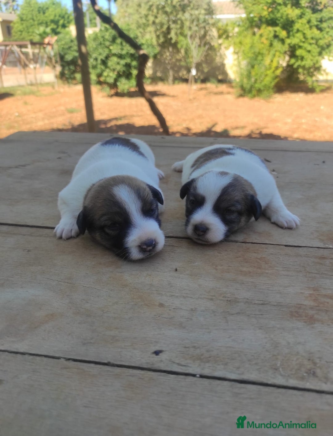 Jack Russell Terrier perros en venta: Jack russell terrier - Imagen 1