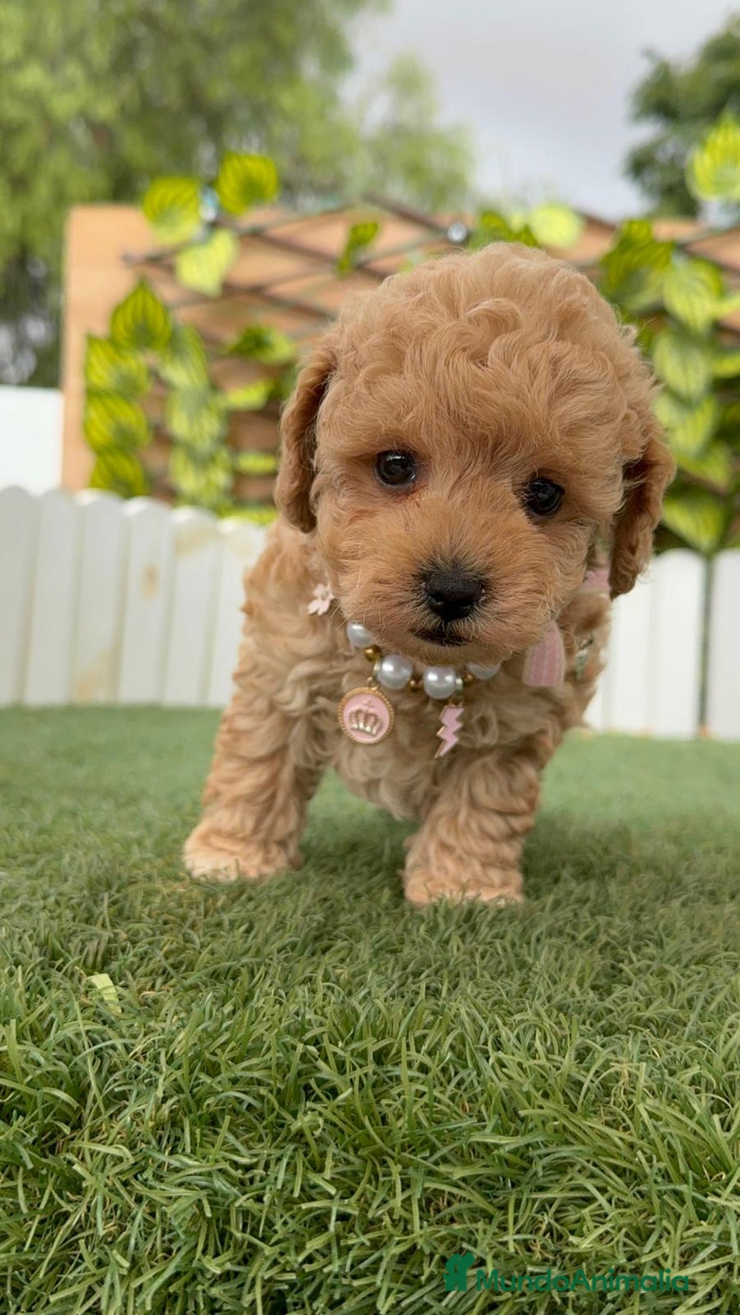 Caniche Toy perros en venta: CANICHE TOY HEMBRA - Imagen 11