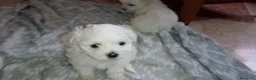 Bichón Maltés perros en venta: Bichon maltes - Anuncio 1