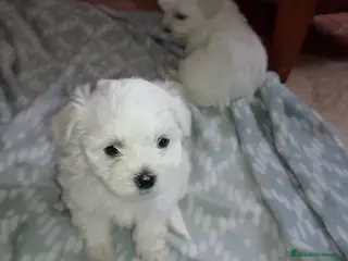 Bichón Maltés perros Bichon maltes - Anuncio 1
