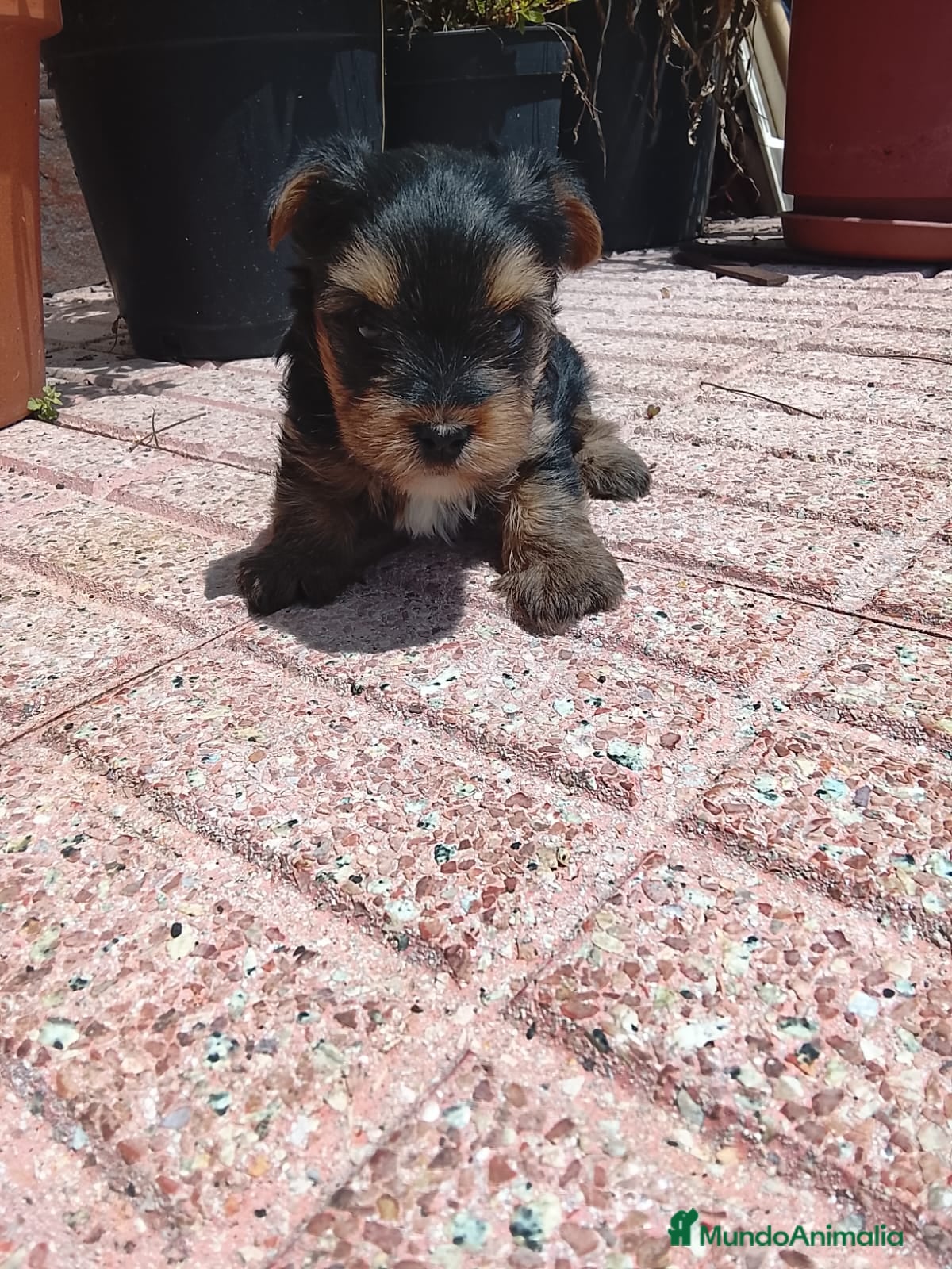 Yorkshire Terrier perros Cachorr@s yorkshire terrier  - Anuncio 31