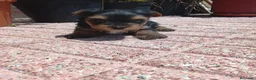 Yorkshire Terrier perros en venta: Cachorr@s yorkshire terrier  - Anuncio 1