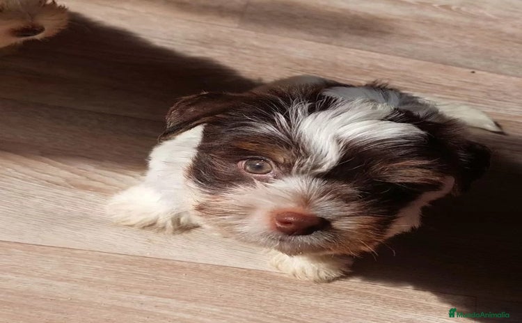 Yorkshire Terrier perros - Anuncio 1