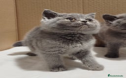 Británico de Pelo Corto gatos en venta: British Shorthair  - Imagen 4