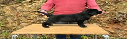 Labrador Retriever perros en venta: PRECIOSO CACHORRO LABRADOR NEGRO. - Anuncio 15