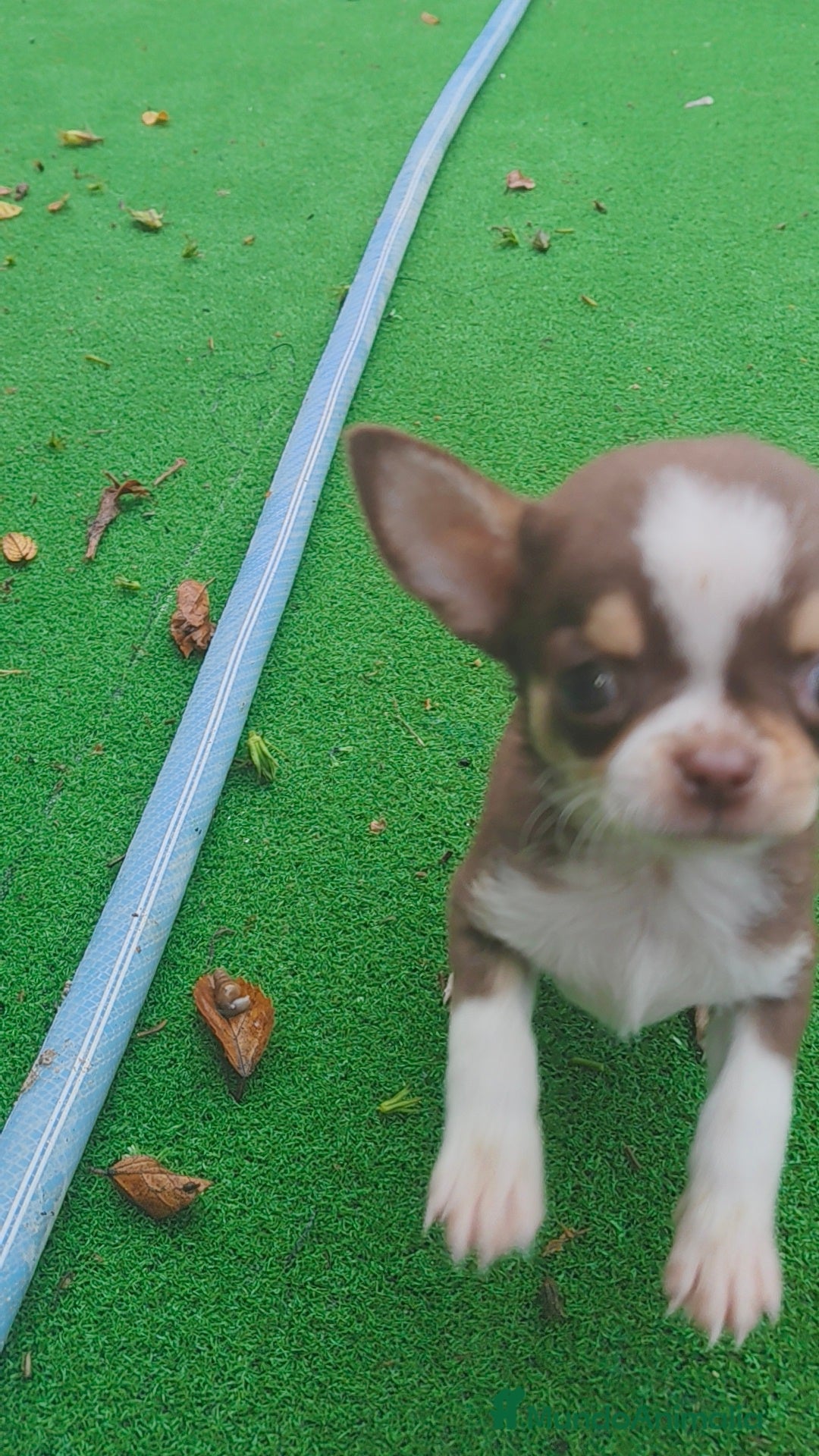 Chihuahua perros en venta: Chihuahua Toy Macho tricolor chocolate  - Imagen 4