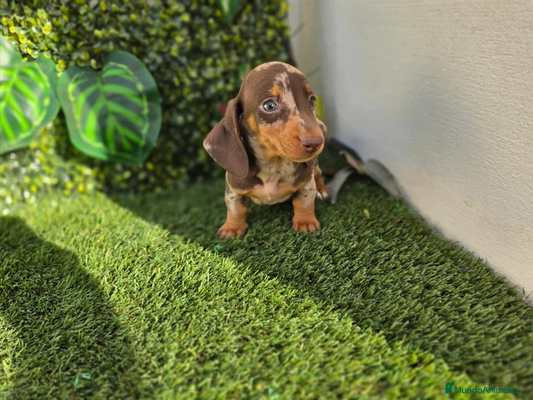 Teckel Miniatura perros en venta: TECKEL MINI & KANNINCHEN ARLEQUINES - Anuncio 1
