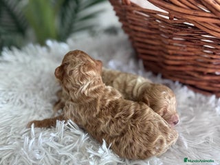 Caniche Toy perros - Anuncio 19