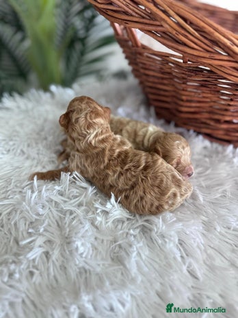 Caniche Toy perros - Anuncio 20