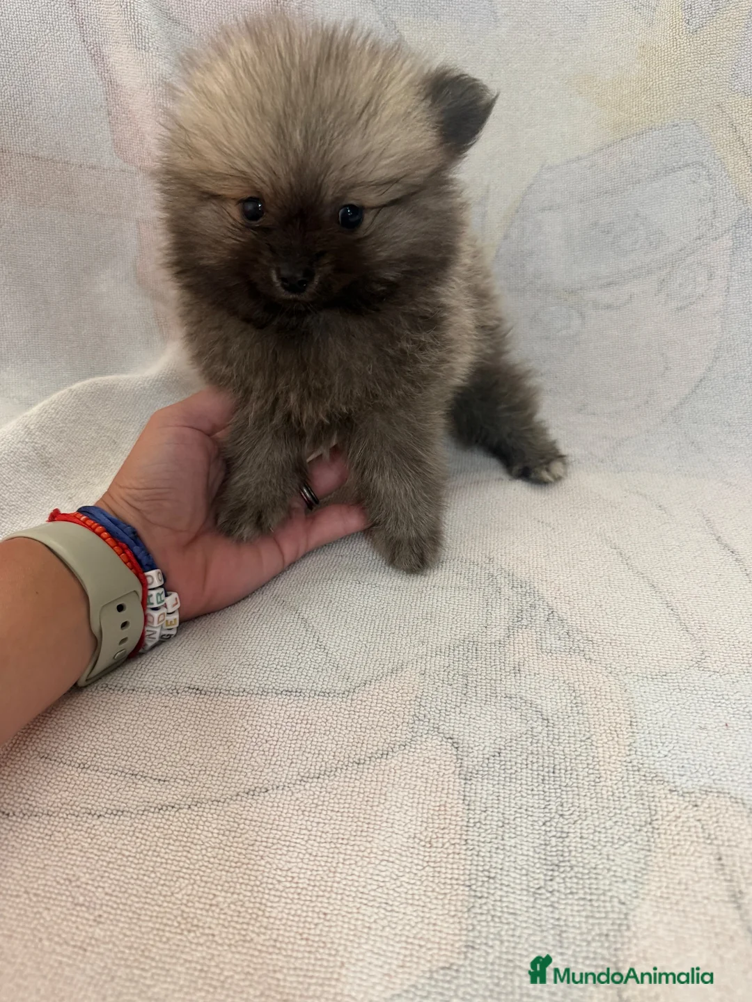 Pomerania perros en venta: Cachorritos Pomerania - Anuncio 1