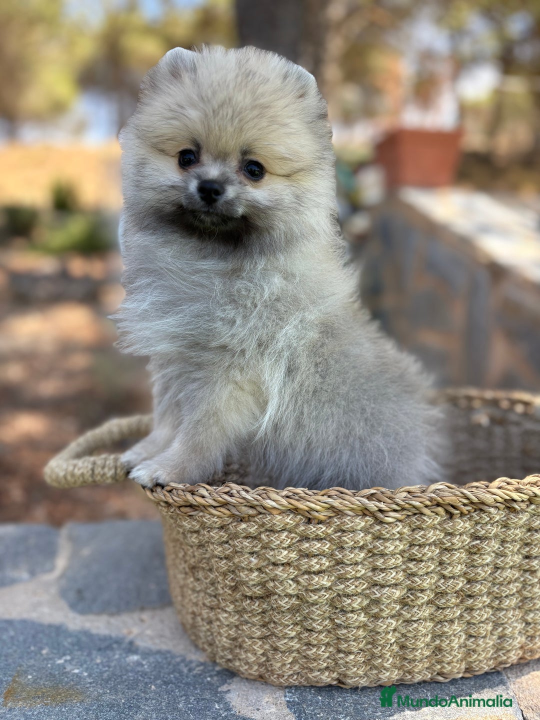 Pomerania perros en venta: Pomerania Macho sable para entregar  - Imagen 3