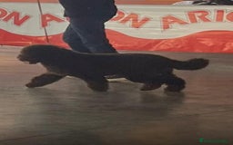 Perro de Agua Español perros en venta: camada perro de agua  - Imagen 11