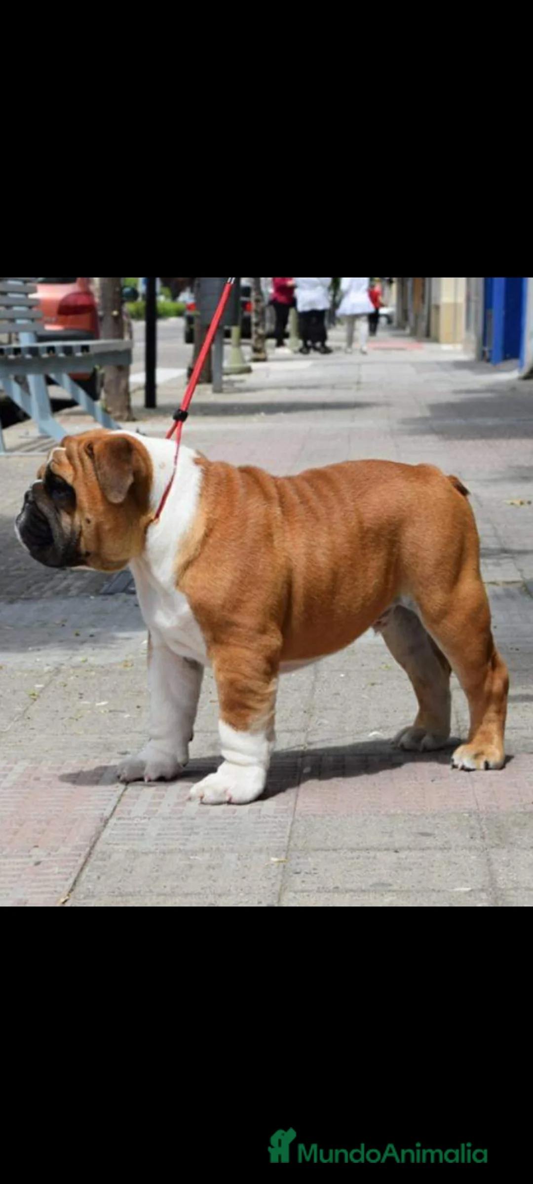 Imagen de galería {{count}}