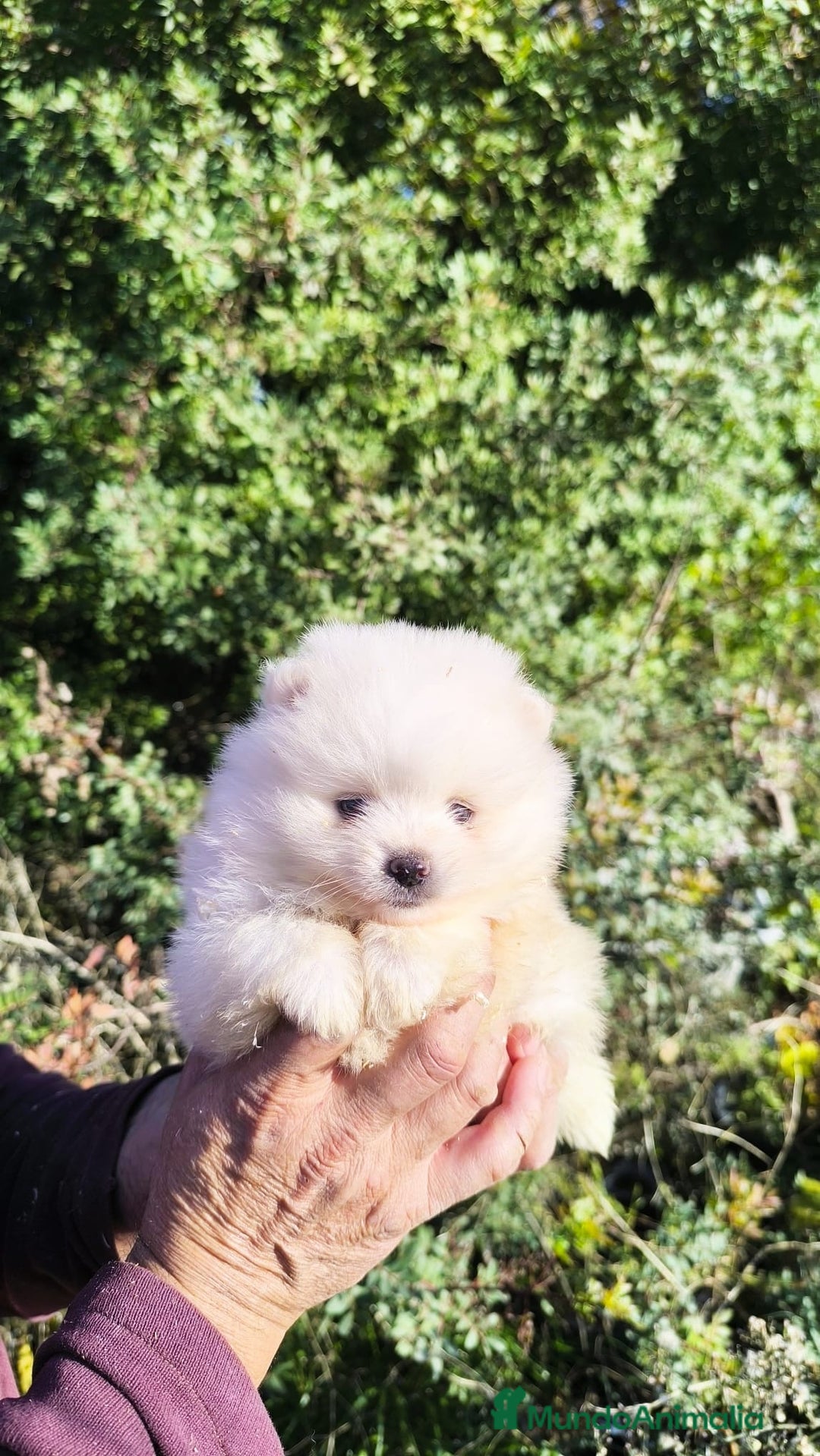 Pomerania perros en venta: POMERANIA TOY, MACHOS Y HEMBRAS 🤍 - Anuncio 1