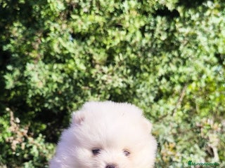 Pomerania perros POMERANIA TOY, MACHOS Y HEMBRAS 🤍 - Anuncio 1