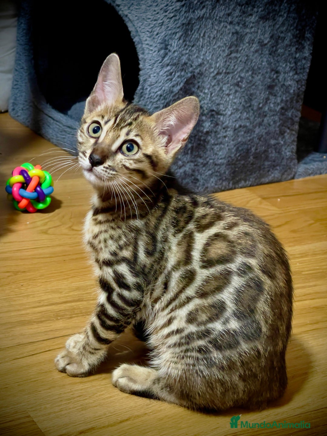 Bengalí gatos en venta: Preciosa Hembra Bengal - Anuncio 3