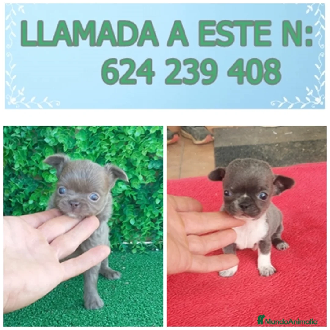 Chihuahua perros en venta: preciosos chihuahuas linea RUSA - Anuncio 2