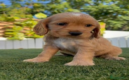 Cocker Spaniel Inglés perros en venta: COCKER SPANIEL INGLES HEMBRA - Imagen 1