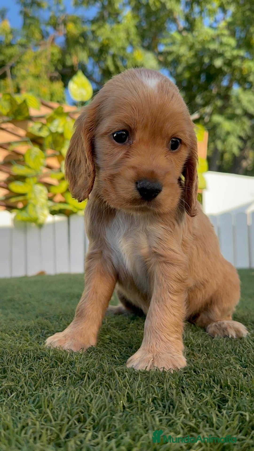 Cocker Spaniel Inglés perros en venta: COCKER SPANIEL INGLES HEMBRA - Imagen 1