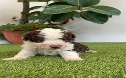 Perro de Agua Español perros en venta: PERRO DE AGUA ESPAÑOL MACHO - Imagen 7