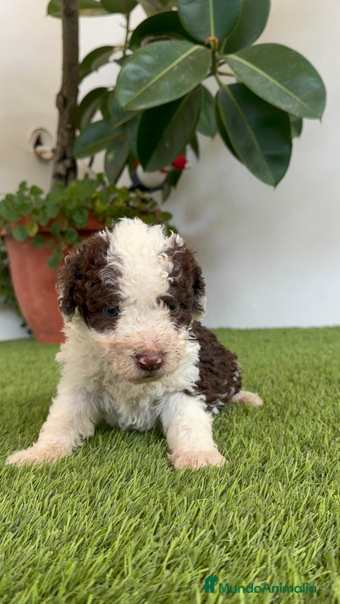 Perro de Agua Español perros en venta: PERRO DE AGUA ESPAÑOL MACHO - Imagen 7