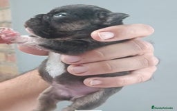 Bulldog Francés perros en venta: Bulldog francés cocoa tan - Imagen 2