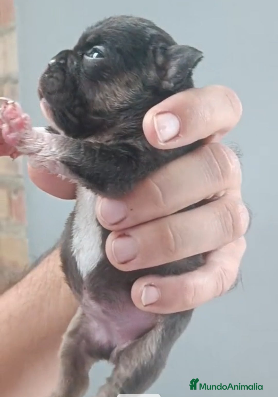 Bulldog Francés perros en venta: Bulldog francés cocoa tan - Imagen 2