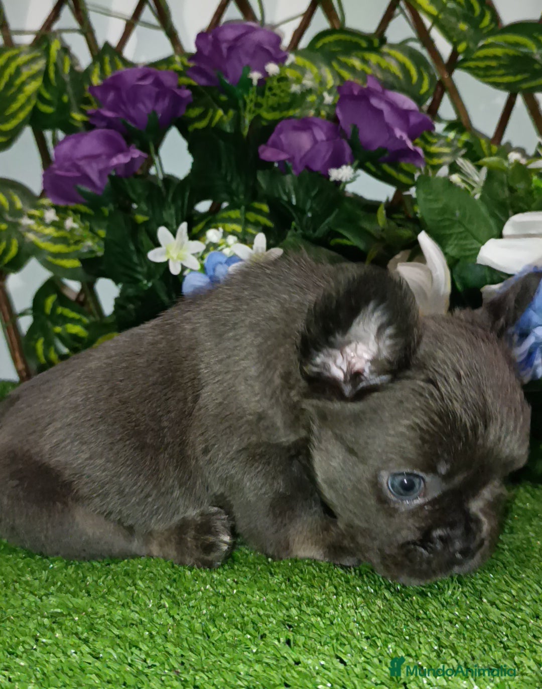 Bulldog Francés perros en venta: Fluffys y exóticos bulldog impresionantes  - Imagen 7