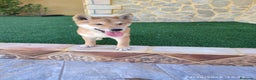 Shiba Inu perros en venta: SHIBA INU - Anuncio 10