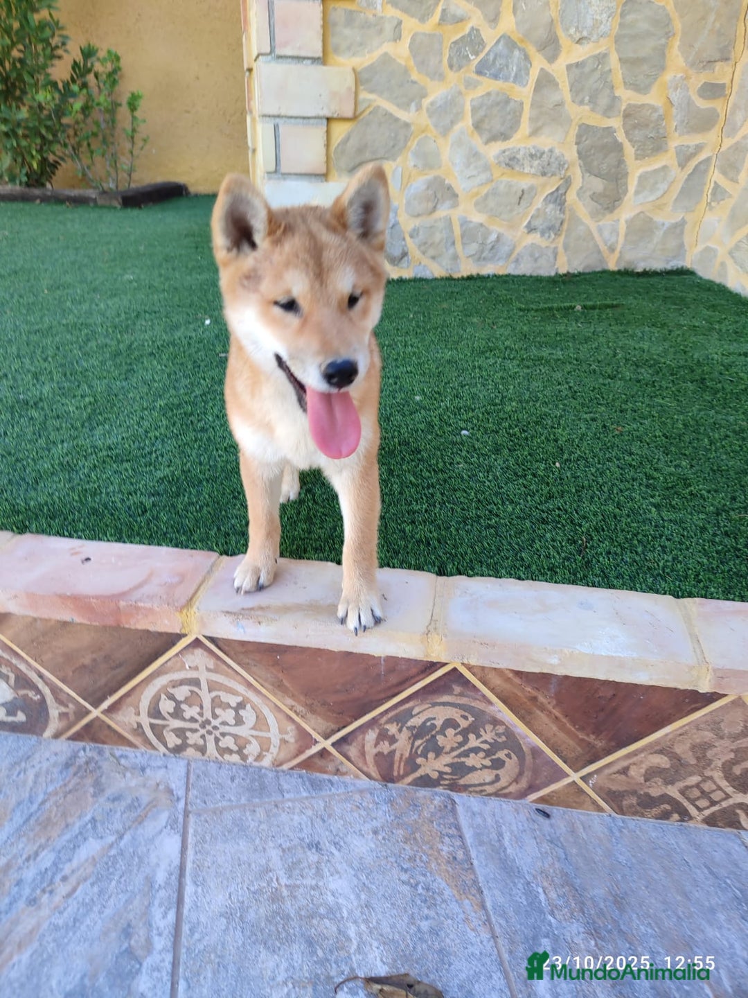 Shiba Inu perros en venta: SHIBA INU - Anuncio 10