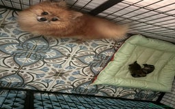Pomerania perros en venta: Lulu pomerania mini toy  - Imagen 4