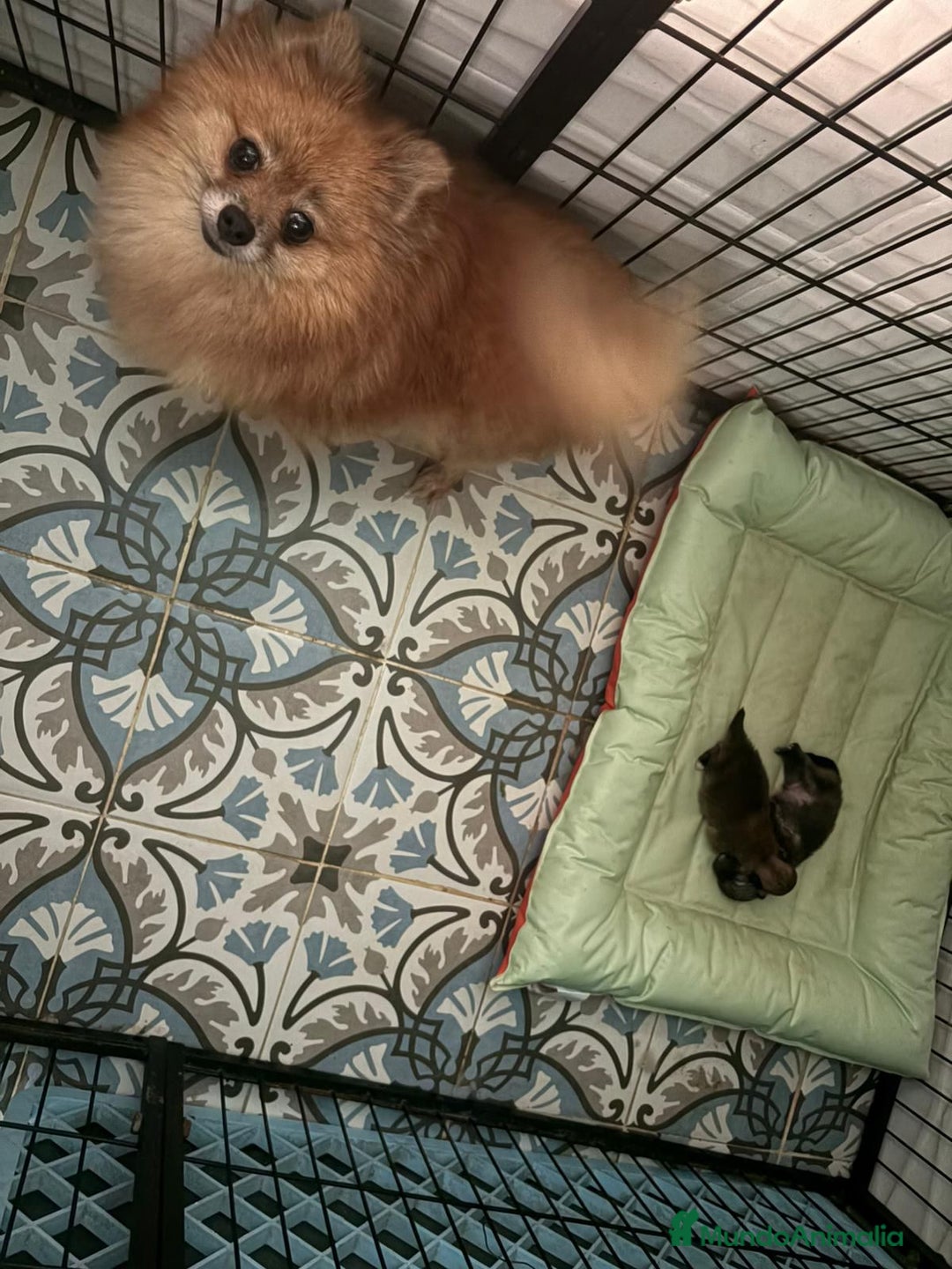 Pomerania perros en venta: Lulu pomerania mini toy  - Imagen 4