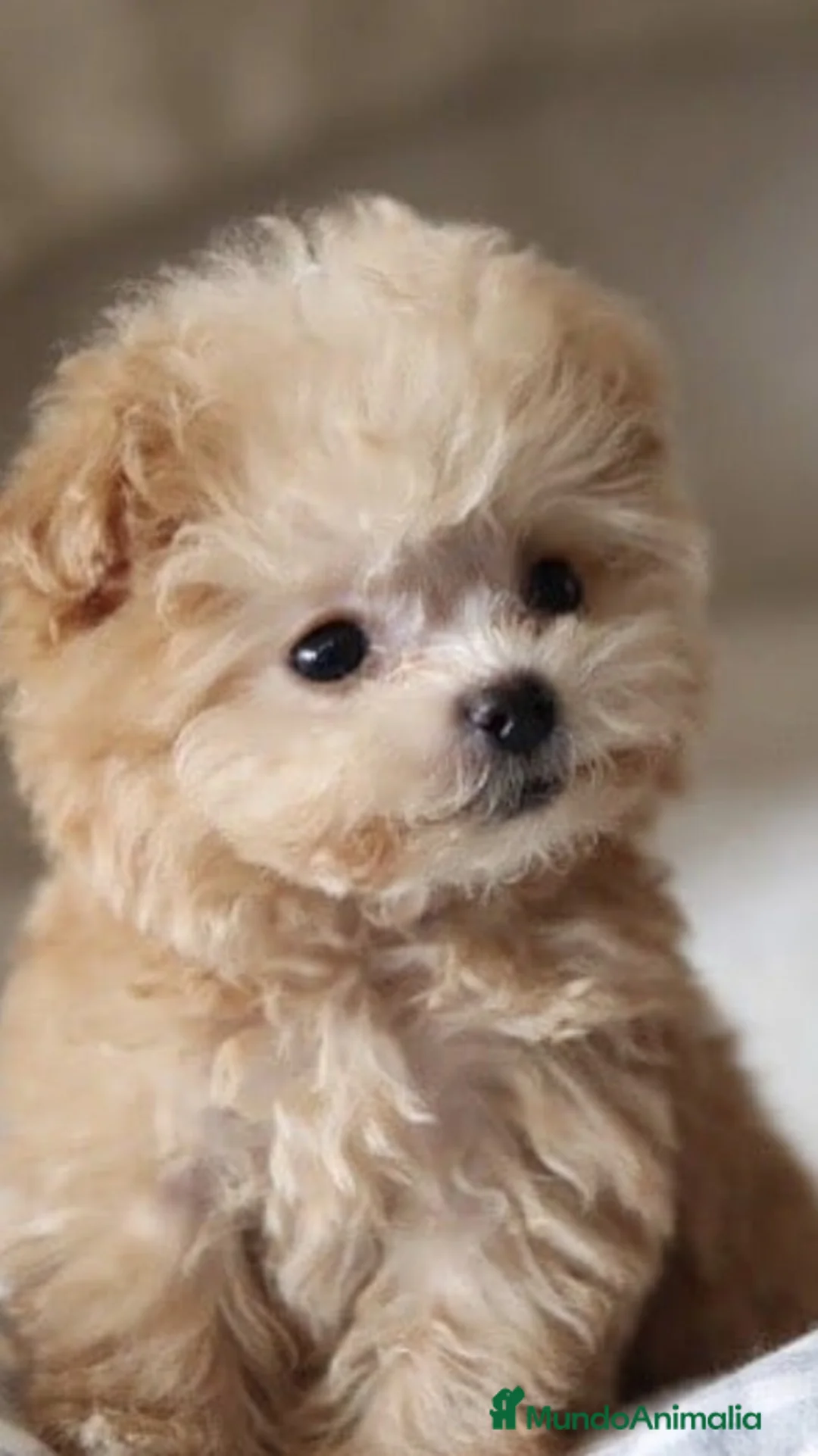 Imagen de galería {{count}}