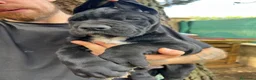 Dogo Alemán perros en venta: Cachorros de dogo alemán/ gran danés  - Anuncio 10