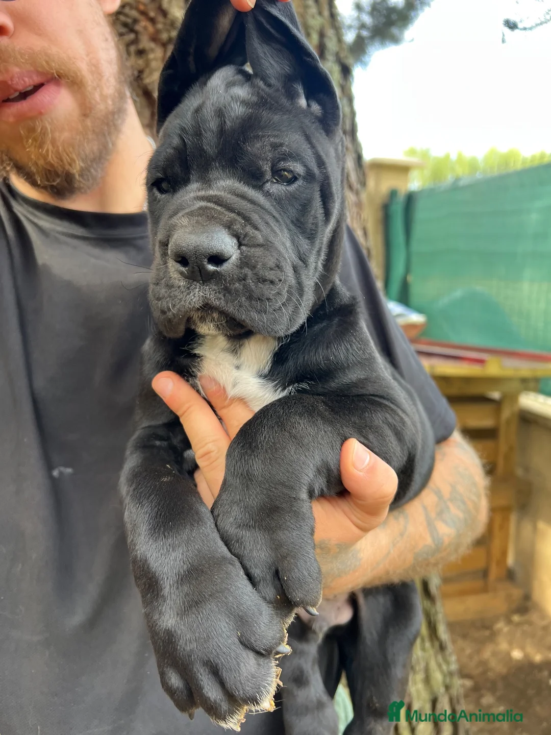 Dogo Alemán perros en venta: Cachorros de dogo alemán/ gran danés  - Anuncio 10