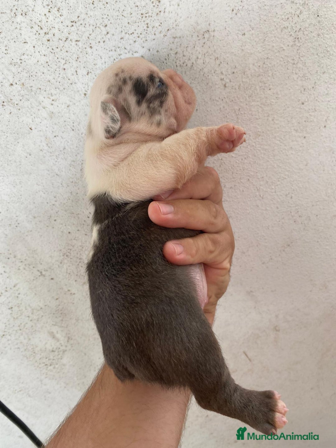 Bulldog Francés perros en venta: Bulldog francés exclusivo vaquita blue Merle !! - Imagen 2