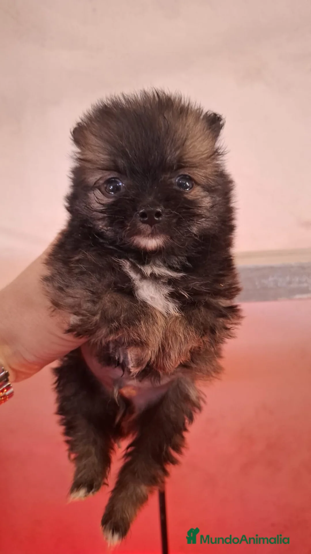 Pomerania perros en venta: CACHORRO POMERANIA - Anuncio 1