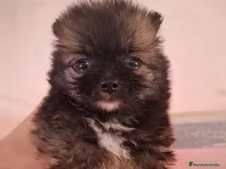 Pomerania perros CACHORRO POMERANIA - Anuncio 1