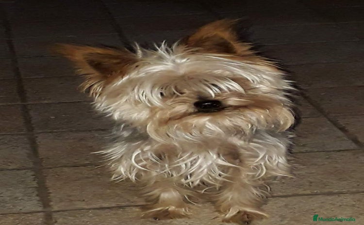 Yorkshire Terrier perros - Anuncio 4