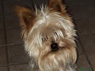 Yorkshire Terrier perros - Anuncio 2
