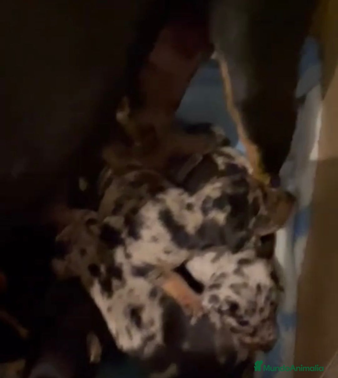 Pinscher Miniatura perros en venta: Pinscher miniatura  - Anuncio 3