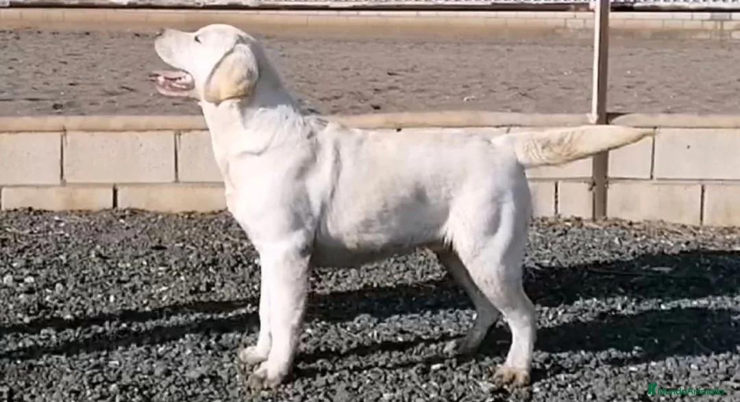 Labrador Retriever perros en venta: Se busca nuevo hogar para labrador retriever  - Anuncio 3