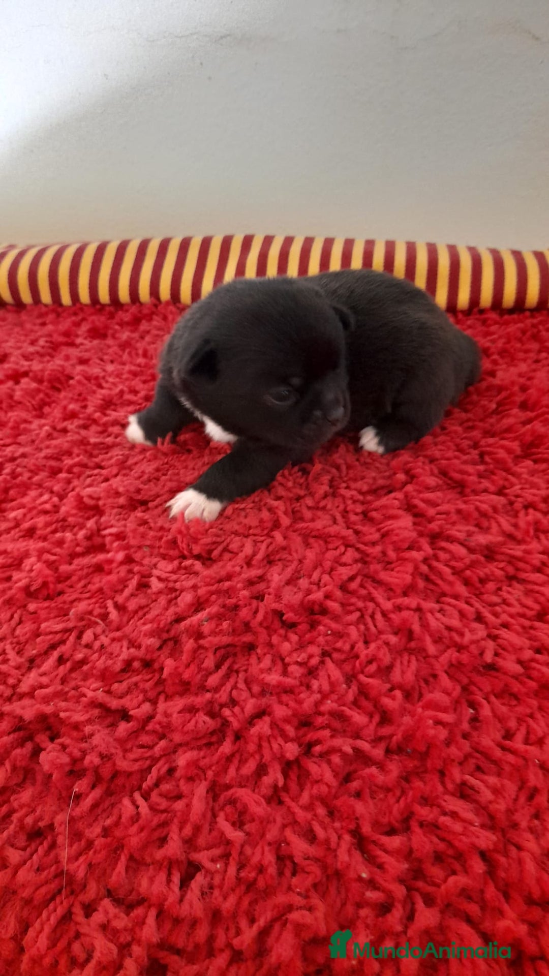Chihuahua perros en venta: Cachorros chihuahua cabeza de manzana - Imagen 4