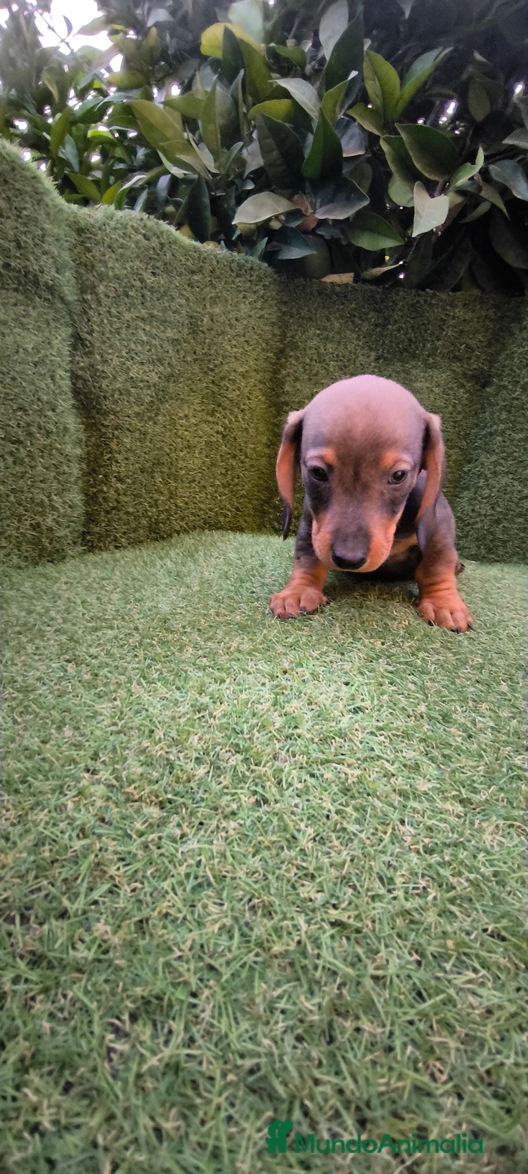 Teckel Miniatura perros en venta:  teckel miniatura  color jabali - Imagen 4