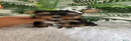 Yorkshire Terrier perros en venta: YORKSHIRE TERRIER - Anuncio 12